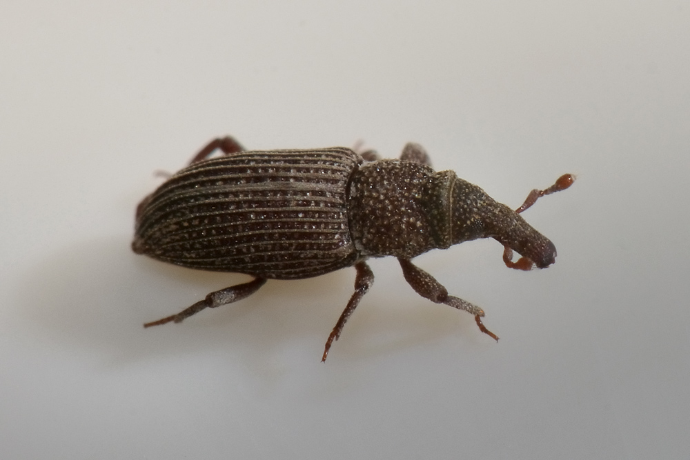 Dryophthorus corticalis - Dryophthoridae